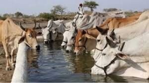 जनभागीदारी से मिलेगा निराश्रित गोवंश को सहारा