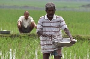 हरियाणा के किसानों को बड़ा तोहफा, धान की सीधी बिजाई पर मिलेंगे 4500 रुपए