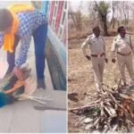 रतलाम में मोर की मौत पर उठे सवाल, बिना पोस्टमार्टम कर दी अंत्येष्टि