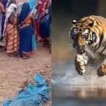 बांधवगढ़ में खूनी बाघ का आतंक! घर में घुसकर महिला को मार डाला, 3 परिजन घायल