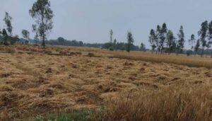 मुक्तसर में आंधी-बारिश का कहर: बिजली गुल, मंडियों में भीगी गेहूं की फसल
