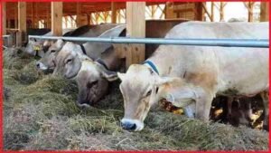स्वदेशी उन्नत गोवंश से समृद्ध उत्तर प्रदेश बना रही योगी सरकार