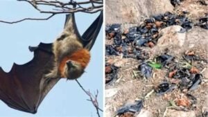 नौतपा की भीषण गर्मी से बालाघाट बेहाल, मलाजखंड में पारा 45 डिग्री पार