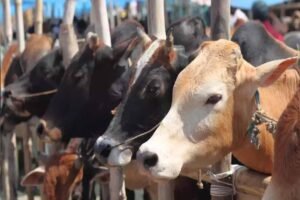 गोमाता के जरिए खेती में ‘जीन क्रांति’ की तैयारी