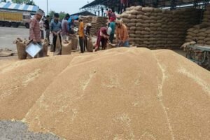 ओमान, यमन, यूएई, कतर, सउदी अरब में मध्यप्रदेश के गेहूँ की बढ़ी साख