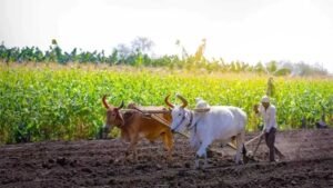 योगी सरकार की किसान हितैषी पहल, अनाज खरीद में रिकॉर्ड भुगतान से जीता भरोसा