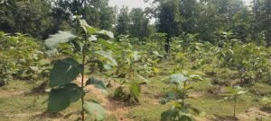 बिलासपुर में वन विकास निगम की हरित क्रांति