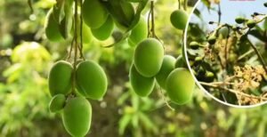 सहारनपुर में सालभर फल देने वाला ‘सदाबहार आम’ बना आकर्षण