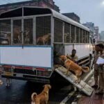 धनबाद के आवारा कुत्तों को मिलेगा नया ठिकाना, अब चाकुलिया शिफ्ट होंगे स्ट्रे डॉग्स