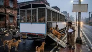 धनबाद के आवारा कुत्तों को मिलेगा नया ठिकाना, अब चाकुलिया शिफ्ट होंगे स्ट्रे डॉग्स