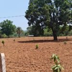 नारायणपुर का मॉडल बना मिसाल, किसानों के खेतों में फलदार क्रांति