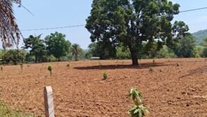नारायणपुर का मॉडल बना मिसाल, किसानों के खेतों में फलदार क्रांति