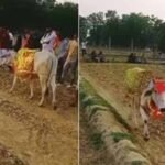 श्रावस्ती में 7 दिन खेत में चक्कर लगाती गाय, बीमारी निकली वजह