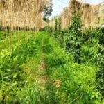 मल्टीलेयर खेती से किसान ने पेश की मिसाल, एक ही खेत में तीन स्तर पर उत्पादन