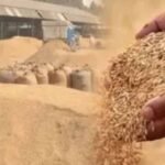 70 करोड़ के धान घोटाले की जांच 237 दिन बाद भी सुस्त, सिर्फ तीन गिरफ्तारियां