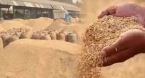 70 करोड़ के धान घोटाले की जांच 237 दिन बाद भी सुस्त, सिर्फ तीन गिरफ्तारियां
