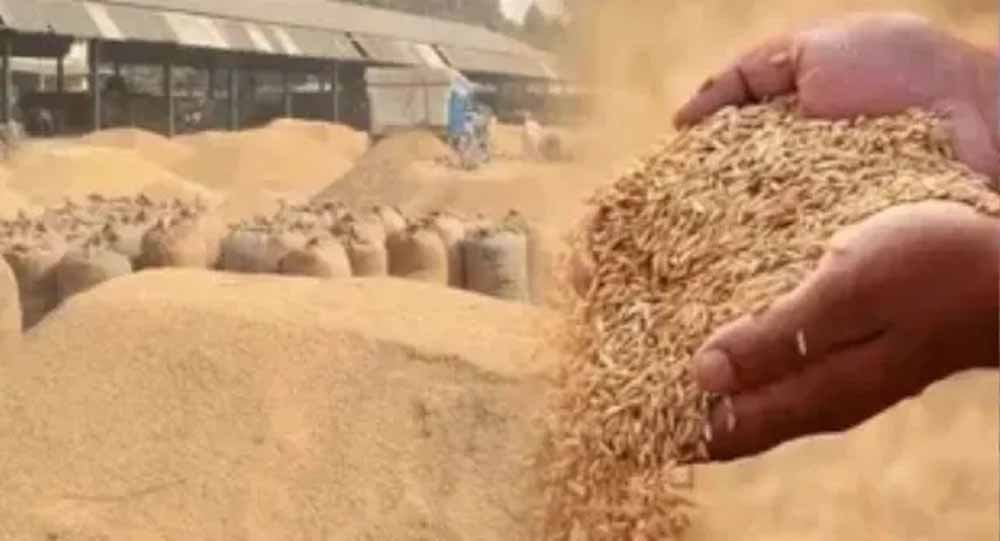 70 करोड़ के धान घोटाले की जांच 237 दिन बाद भी सुस्त, सिर्फ तीन गिरफ्तारियां