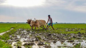 Al-Niño Effect: केरल में कमजोर पड़ा मानसून, 33% कम बारिश से किसानों की बढ़ी चिंता