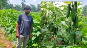 उद्यानिकी विभाग की योजना से बदली किसान की किस्मत, खीरे की वैज्ञानिक खेती बनी वरदान