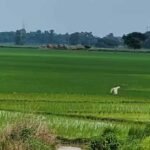 पटना समेत 11 शहरों में सैटेलाइट टाउनशिप की जमीन पर लगी खरीद-बिक्री की रोक हटाई गई