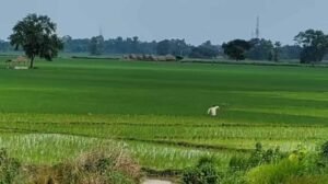 पटना समेत 11 शहरों में सैटेलाइट टाउनशिप की जमीन पर लगी खरीद-बिक्री की रोक हटाई गई