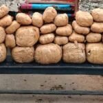 ओडिशा से राजस्थान जा रहा 1.44 करोड़ का गांजा पकड़ा, नाबालिग सहित 2 तस्कर गिरफ्तार
