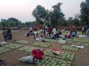 बस्तर में तेंदूपत्ता खरीदी का नया रिकॉर्ड, फिर भी 50 हजार संग्राहकों ने नहीं किया संग्रहण कार्य