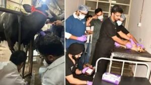 देश में पहली बार पशुओं के लिए ब्लड बैंक की सुविधा, हिसार से शुरू हुआ ‘जीव संजीवनी’ महाअभियान
