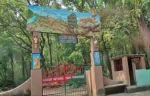 हरियाली की दौड़ में यमुनानगर अव्वल, 60 लाख से ज्यादा पेड़ लगाकर बना नंबर-1 जिला