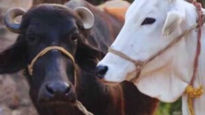 हरियाणा में पशुपालन हुआ हाईटेक, ऐप पर मिलेगी पसंद की गाय-भैंस की पूरी जानकारी
