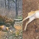 कटनी के जंगल में तालाब में जहर घोलने से 14 चीतल-सांभरों की मौत, बाघों पर भी मंडराया खतरा