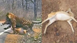 कटनी के जंगल में तालाब में जहर घोलने से 14 चीतल-सांभरों की मौत, बाघों पर भी मंडराया खतरा