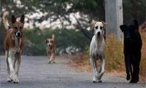 मोगा में आवारा कुत्तों का खूनी हमला, मजदूर को नोच-नोचकर उतारा मौत के घाट