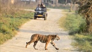 काठमांडू में गूंजेगी भोपाल के बाघों की कहानी, 42 देशों के वैज्ञानिक करेंगे अध्ययन
