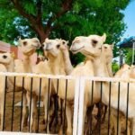 विलुप्ति की कगार पर मालवी ऊंट, संरक्षण के लिए एनआरसीसी ने बढ़ाया कदम