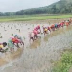 लगातार बारिश से पंच परगना में धान रोपाई ने पकड़ी रफ्तार, किसानों के चेहरे खिले