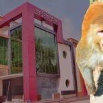 हिसार में बंदरों के आतंक से राहत की तैयारी, नगर निगम ने जारी किया टेंडर
