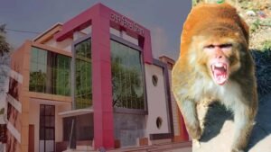 हिसार में बंदरों के आतंक से राहत की तैयारी, नगर निगम ने जारी किया टेंडर