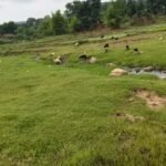 कम बारिश से बरवाडीह में बालू संकट की आहट, नदियों में नहीं हुआ प्राकृतिक पुनर्भरण