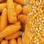 मक्का किसानों को एचएयू की सलाह, फाल आर्मीवर्म से बचाएं फसल
