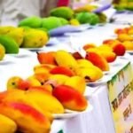पिंजौर मैंगो फेस्टिवल में दिखेंगी आम की 400 से ज्यादा अनोखी किस्में
