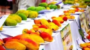 पिंजौर मैंगो फेस्टिवल में दिखेंगी आम की 400 से ज्यादा अनोखी किस्में