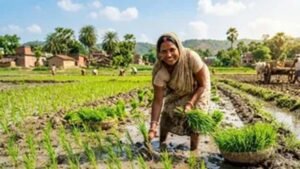 झारखंड में बारिश संकट के बीच डीएसआर तकनीक से धान खेती की सलाह