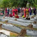 ​रायपुर : ​जलवायु परिवर्तन के दौर में किसानों के लिए वरदान बनेगी ग्राफ्टेड सब्जी: धमतरी में वैज्ञानिक प्रशिक्षण संपन्न