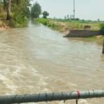 भाखड़ा नहरों ने बदली हरियाणा की तकदीर, सूखे खेतों से बना देश का कृषि पावरहाउस