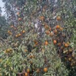 राजस्थान के 7 कृषि उत्पादों को मिलेगा GI टैग, किन्नू से सांगरी तक बनेगी नई पहचान