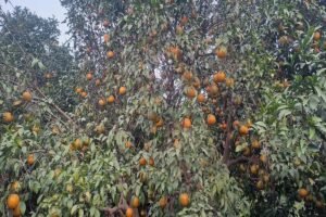 राजस्थान के 7 कृषि उत्पादों को मिलेगा GI टैग, किन्नू से सांगरी तक बनेगी नई पहचान