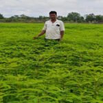 हरी खाद से संवर रही खेतों की सेहत, प्राकृतिक खेती की मिसाल बने किसान नरेंद्र सिंह