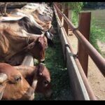ग्वालियर में बजरंग भक्त मंडल ने की 1 टन हरे चारे से गौसेवा