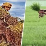 बिहार में बढ़ी महिला किसानों की ताकत, 89 लाख का आंकड़ा पार